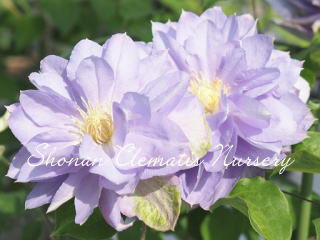 初夏のおとずれ（６寸苗）の画像