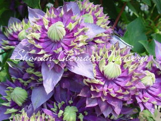 大河（６寸苗）の画像