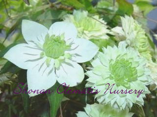 白万重（６寸苗）の画像