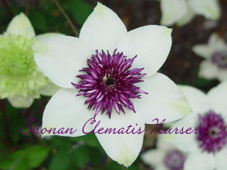 てっせん（６寸苗）の画像