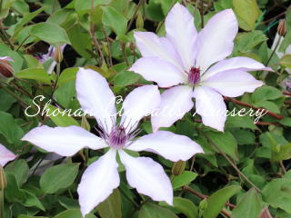 アフロディーテ ナナミール（６寸苗）の画像