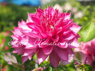 ベテルギウスの画像