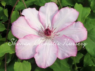 ひなちゃんの画像