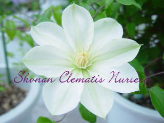 小沢月宮殿の画像