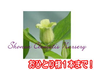 オクロレウカの画像