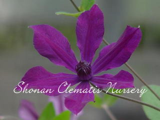 アフロデイテエレガフミナ（６寸苗）の画像