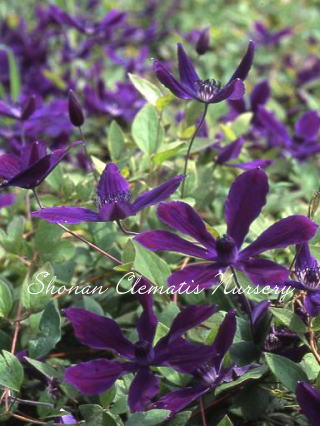 アフロデイテエレガフミナ（６寸苗）の画像