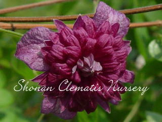 パープレア・プレナ・エレガンス（７寸苗）の画像