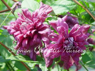 パープレア・プレナ・エレガンス（７寸苗）の画像