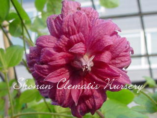 パープレア・プレナ・エレガンス（７寸苗）の画像