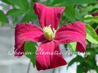 マダム・ジュリア・コレボン（６寸苗）の画像