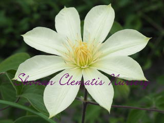 ベルシュタイン（６寸苗）の画像