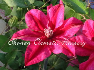 甘酸っぱい季節（７寸苗）の画像