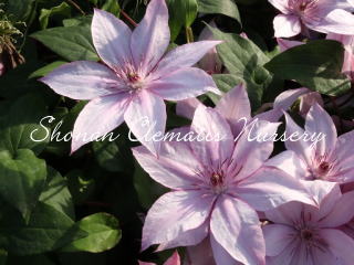 チェリー　カクテル（６寸苗）の画像