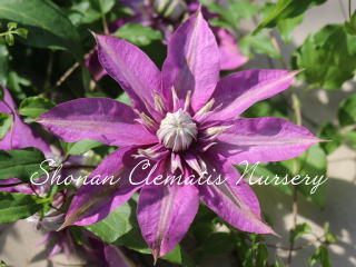 昇龍（６寸苗）の画像