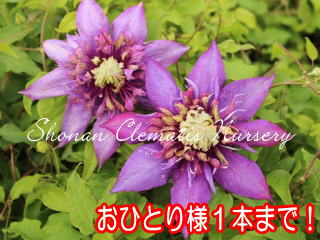 新発売・再販売品種｜湘南クレマチス園