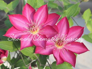 新発売・再販売品種｜湘南クレマチス園