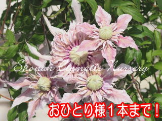 スパイラルドレスの画像