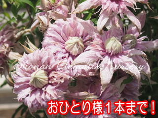 スパイラルドレスの画像