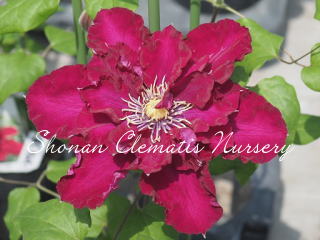 迷宮のエリザベートの画像