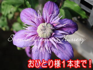 ローレライの涙の画像