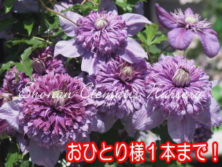 ローレライの涙の画像