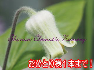 オクロレウカ（６寸苗）の画像