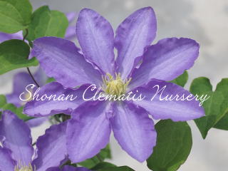 伊勢原（６寸苗）の画像