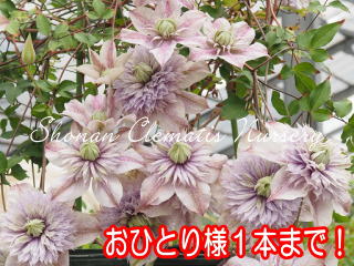 水面の妖精（６寸苗）の画像