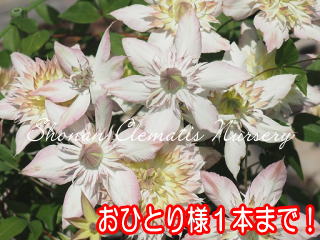 五弓桃万重（６寸苗）の画像