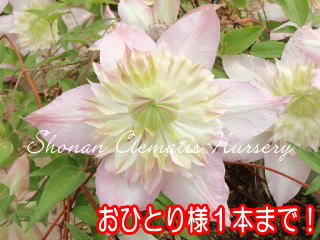 五弓桃万重（６寸苗）の画像