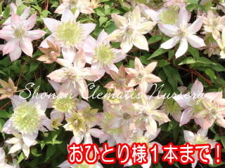 五弓桃万重（６寸苗）の画像