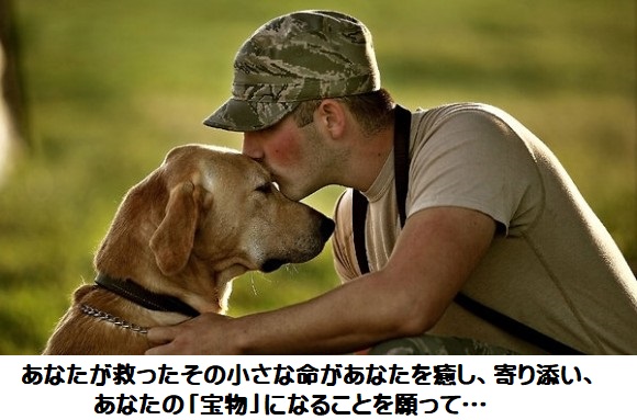 ちび天 保護動物部 部費（寄付）年間払いの画像