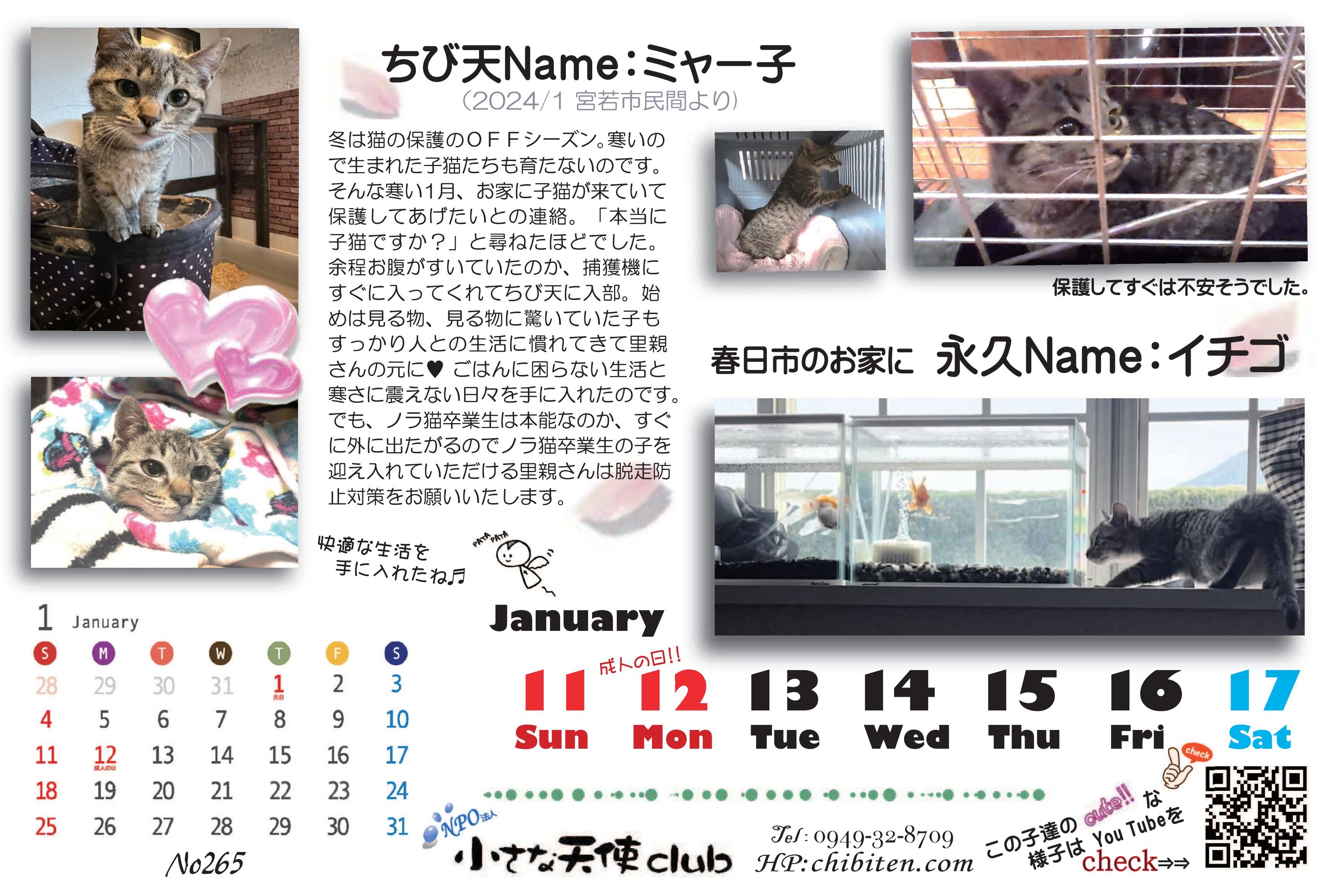 2026年ちび天保護動物たちの卓上カレンダー　※フレーム無しの画像