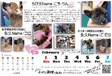 2026年ちび天保護動物たちの卓上カレンダー　※フレーム無しの画像