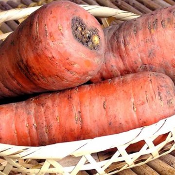 にんじん　10kg (北海道産)の画像