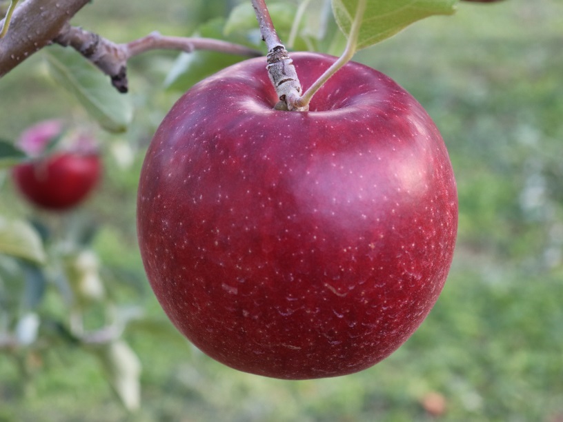 紅いわて　無袋　16～18個　5K　贈答用の画像