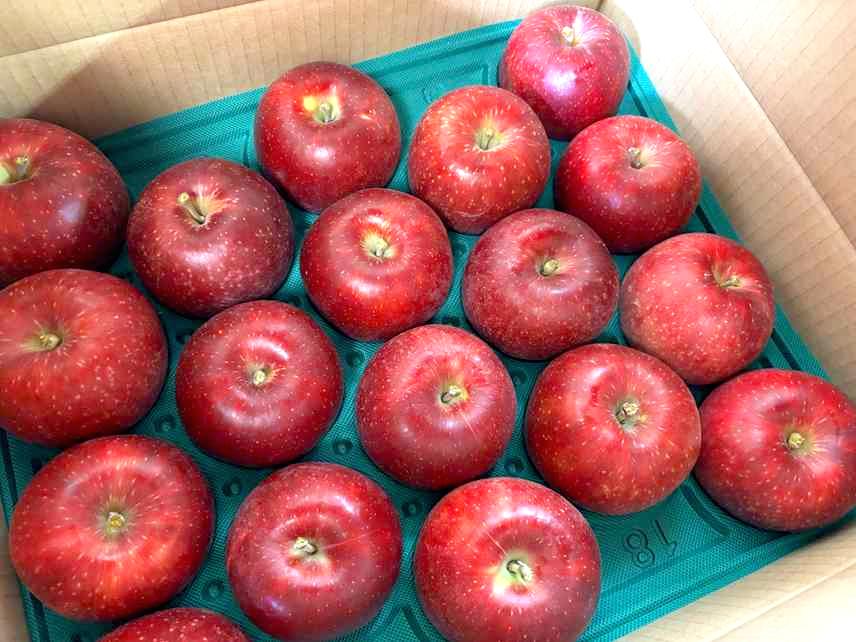 紅いわて　無袋　16～18個　5K　贈答用の画像