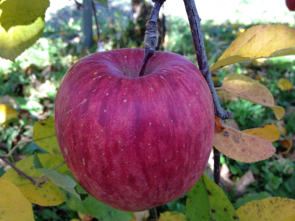 無袋　ふじ5kg　16～18個　１箱の画像