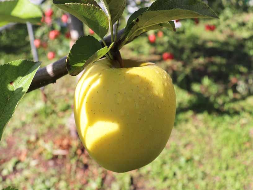 無袋　シナノゴールド3kg　6～9個　１箱　家庭用の画像