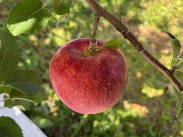 紅いわて　無袋　36～40個　10K　家庭用の画像