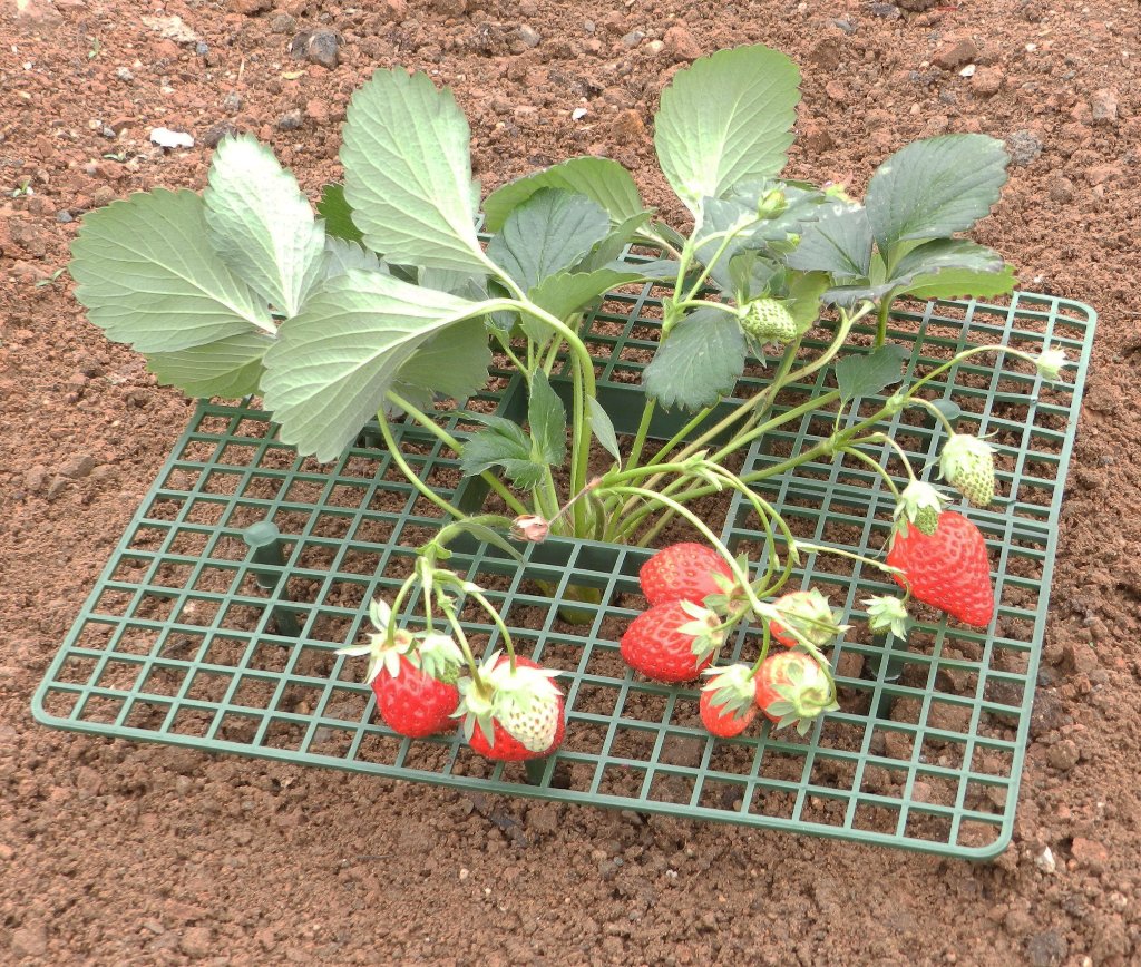 苺苗サポート・ストロベリーサポート・苺支えの画像