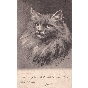 猫の肖像画のポストカード　Muriel Hunt　Valentines Series 1905年の画像