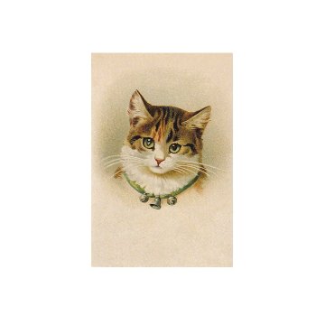 ヴィクトリアンキャットの猫のポストカード　ヘレナ・マグワイア　TIM & SAILOR オリジナルの画像