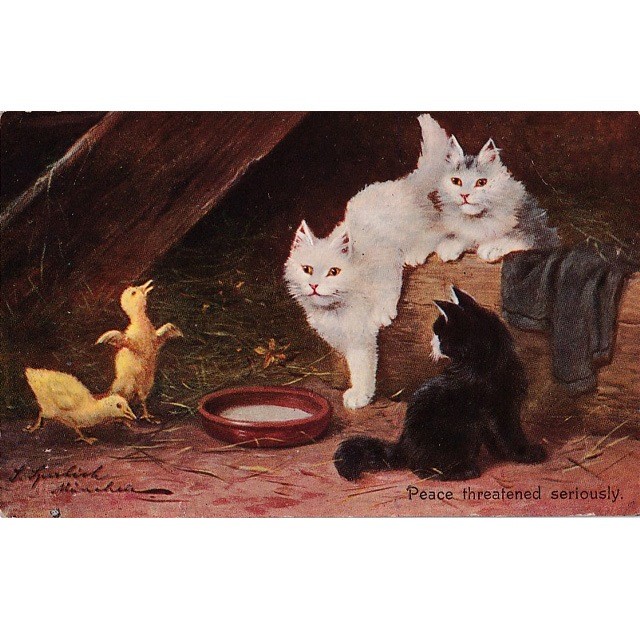 3匹の猫ちゃんとひよこのアンティークポストカード　Sophie Sperlich 1900初期の画像