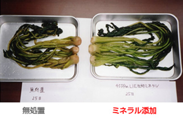漬物工場の実験例