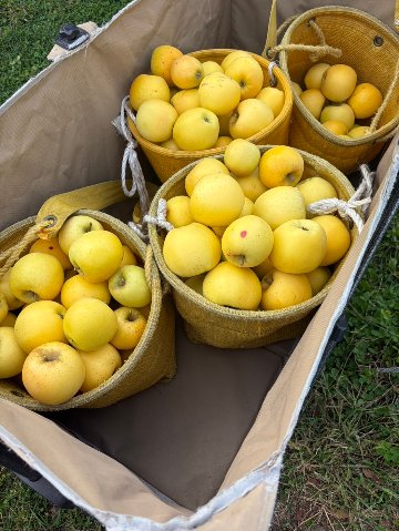 【ご家庭用】新鮮リンゴシナノゴールド／3kg　の画像