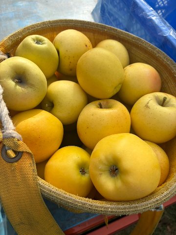 【ご家庭用】新鮮リンゴシナノゴールド／3kg　の画像