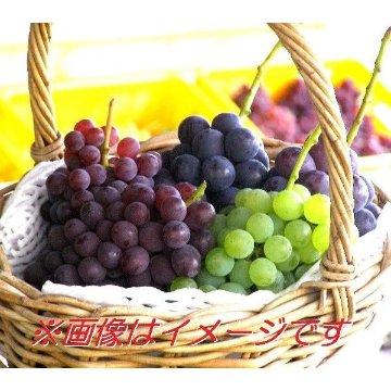 《送料無料》山梨県笛吹市産　旬 の味ぶどう詰め合わせ　おまかせ Aセット2K（4～5房入り）の画像