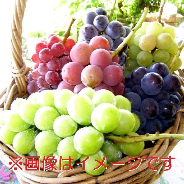 《送料無料》山梨県笛吹市産　旬の特選ぶどう詰め合わせ　おまかせSセット2K（3〜5房入り）の画像